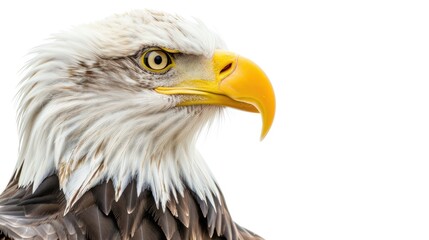 Obraz premium Close up portrait of a surprised bald eagle