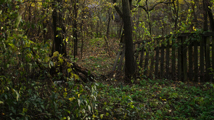 A tranquil wooded area in early autumn features vibrant foliage and a rustic wooden fence. The ground is covered with fallen leaves, creating a peaceful atmosphere