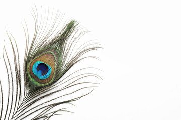 Fototapeta premium One beautiful peacock feather isolated on white
