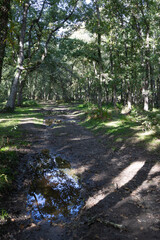 Path in the forest in autumn.