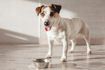 Cute dog eating food from bowl