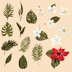 tropical flowers and leaves illustration