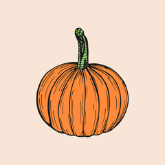 Pumpkin sketch outline illustration. Simple doodle drawing in engraving style. Hand drawn vector line art clipart isolated on beige background