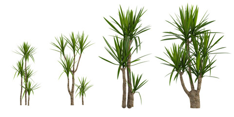 3d rendering of Spineless yucca plants on transparent background