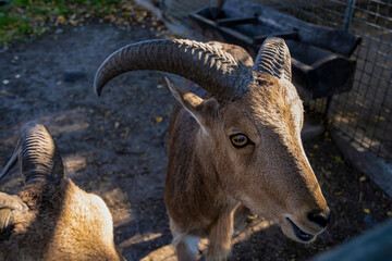 Maned Ram. Zoo, nature autumn. Sunny day.