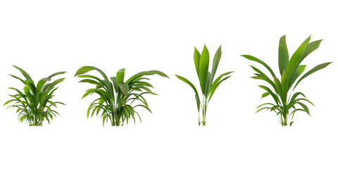 Fototapeta premium Collection of Curculigo plants on transparent background