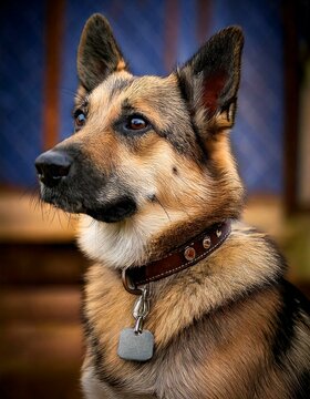 Una toma detallada de un perro que lleva un collar con una placa con su nombre, con el fondo suavemente difuminado para mostrar el entorno de la perrera.
