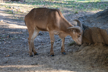 Maned Ram. Zoo, nature autumn. Sunny day.