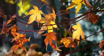 Autumn yellow leaf on a branch on a blurred background