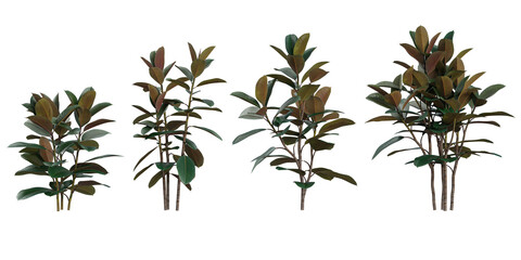 Magnolia Leaf plants collection with realistic style