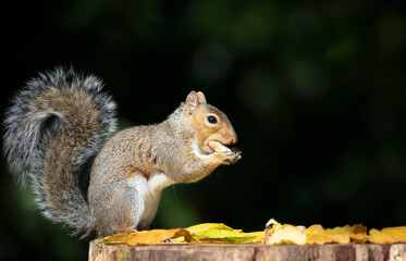 Portrait of a grey squirrel eating nut on a tree stump in autumn