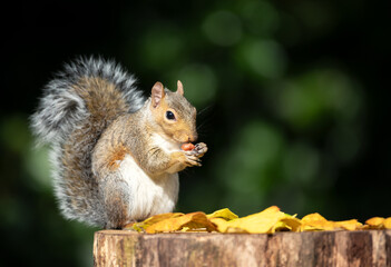 Portrait of a grey squirrel eating nuts on a tree stump in autumn
