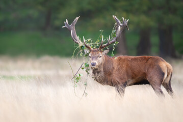 Red deer stag standing with grass on antlers during the rut in autumn