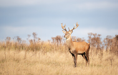 Young red deer stag standing in grass during the rut in autumn