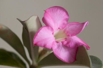 Adenium obesum flower, close up shot