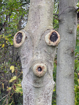 Pareidolia in nature: A tree's unexpected personality
