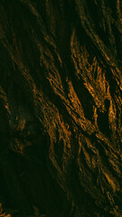 Dark brown tree bark texture in sunset color, background