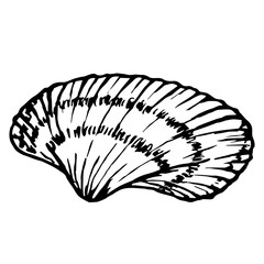 Seashell Sketch. Underwater Shells Vector Illustration on outline style. Drawing mollusk isolated on white background. Stylized graphics. Underwater world line art for design label, postcards