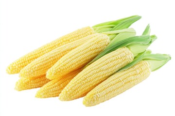 Fresh Baby Corn Isolated on White Background. Delicious and Sweet Corn Cobs in Close-up View