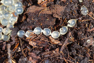 Snail or slug eggs (Gastropoda) on the ground between decayed leaves. In a Dutch garden. Summer, September, Netherlands.	