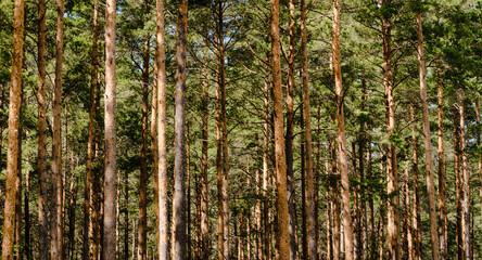 Naklejka premium Close-up of pine forest tree trunks, background with straight brown trunks, branches with green needles in upper part, sunlit.