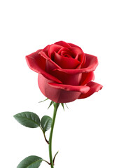 Fototapeta premium Vibrant Red Rose in Bloom on transparent Background