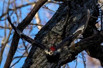 Obraz premium The pileated woodpecker (Dryocopus pileatus) in flight. The pileated woodpecker is a large, mostly black woodpecker native to North America