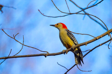 The red-belied woodpecker (Melanerpes carolinus)