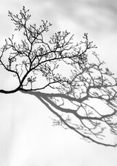 Fototapeta premium A tree with no leaves is cast in a shadow on a white background