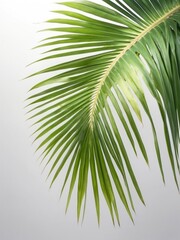 Obraz premium Green coconut palm leaves isolated on white, set