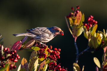 A house finch bird eating red fruits