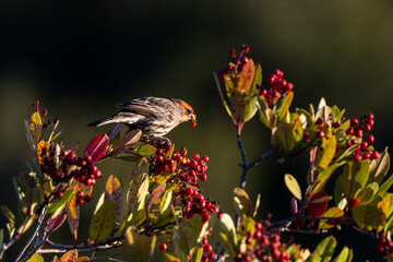 A house finch bird eating red fruits