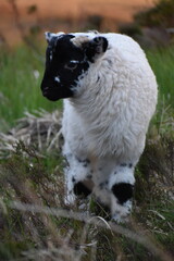 mouton du Connemara dans un parc national