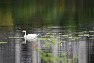 cygne seul sur un lac paisible