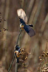 Closeup of a little warbler bird taking tinny insects on a branchh