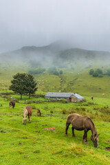 Horses and cows in the Pyrenees in France