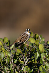 a male bird calls on a tree branch