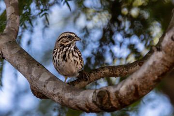 a male bird calls on a tree branch