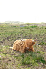Hamish Scottish Highland Cow in Field in Scotland