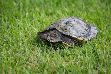 Obraz premium Detalhe de tartaruga de frente com a cabeça escondidas num jardim com grama.