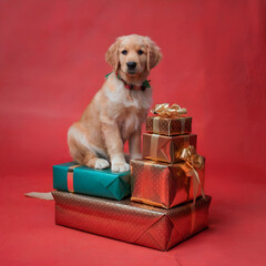 A cute photo of a cute golden retriever puppy with festive collar. The dog is sitting on a stack of Christmas gift boxes with gold ribbons. Red festive background.