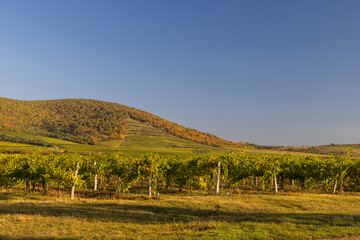 Fototapeta premium Autumn vineyard, Tokaj region, Great Plain and North, Hungary