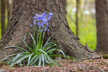a purple flower near a tree trunk in the Netherlands
