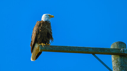 Bald eagle with ruffled feathers perched on telegraph post.