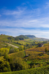 Naklejka premium Typical vineyard near Barolo, Barolo wine region, province of Cuneo, region of Piedmont, Italy