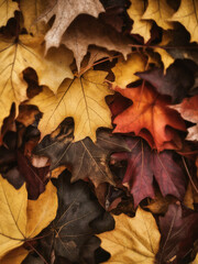 Close up of vibrant autumn leaves on the ground. Scenic landscape wallpaper in a fall autumn setting.