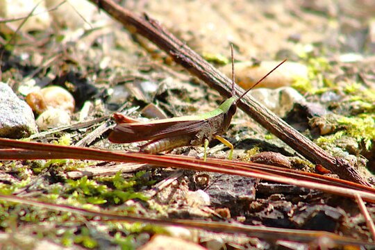grasshopper on the ground