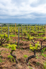 Spring vineyards near Julienas in Beaujolais, Burgundy, France