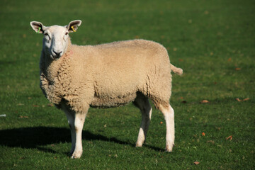 Fototapeta premium sheep in the field