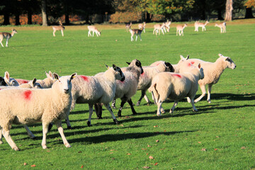 Fototapeta premium sheep in a field